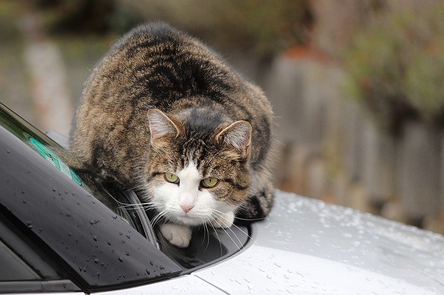 車の猫よけ対策を紹介！ 猫や動物を傷つけずに愛車を守るために！ - ASBクラフト
